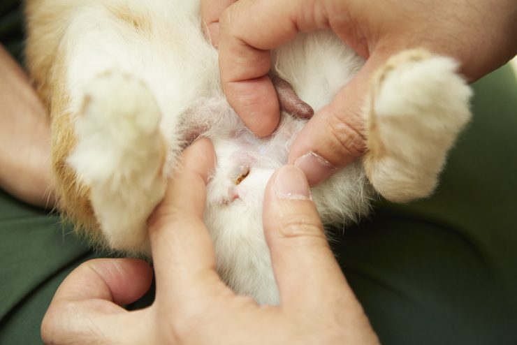 うさぎの性別はどうやって見分ける 性格に違いはある 一緒に暮らしやすいのはどっち うさぎとの暮らし大百科