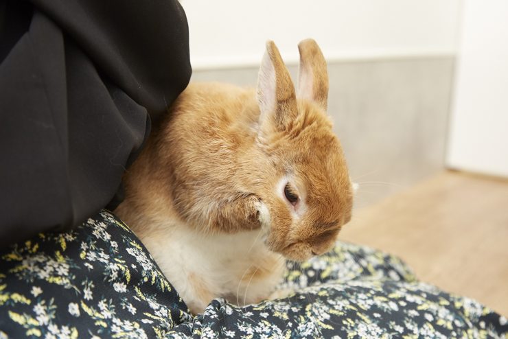 うさぎが毛づくろいしている画像