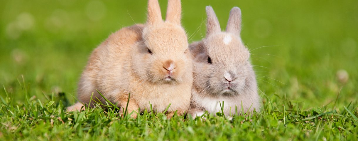 人気のうさぎの種類は 最新うさぎの人気ランキングをご紹介 うさぎとの暮らし大百科