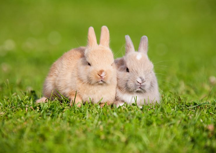 うさぎの飼育費用はいくらかかる 年間支出の平均は 410円 うさぎとの暮らし大百科