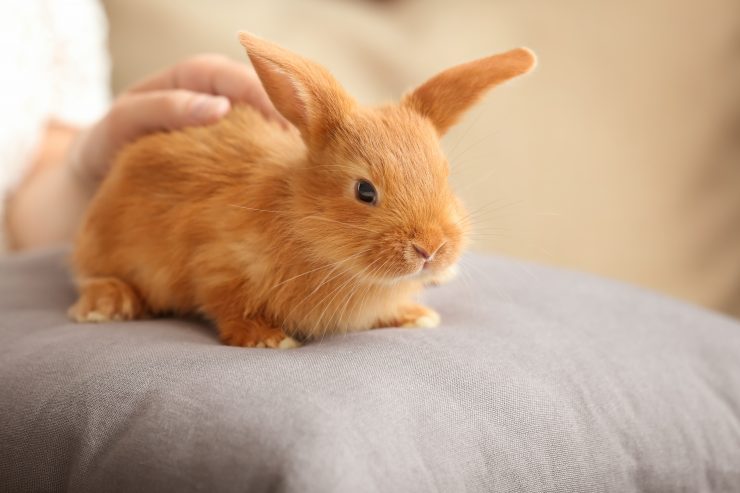 うさぎって鳴くの 鳴き声や行動からわかる感情もある うさぎとの暮らし大百科