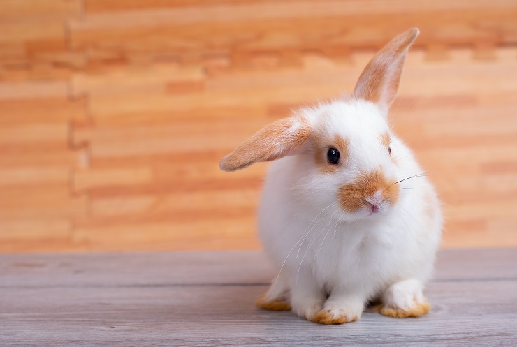 うさぎに留守番はできる 留守番中に気を付けることは 慣れさせていく方法は うさぎとの暮らし大百科