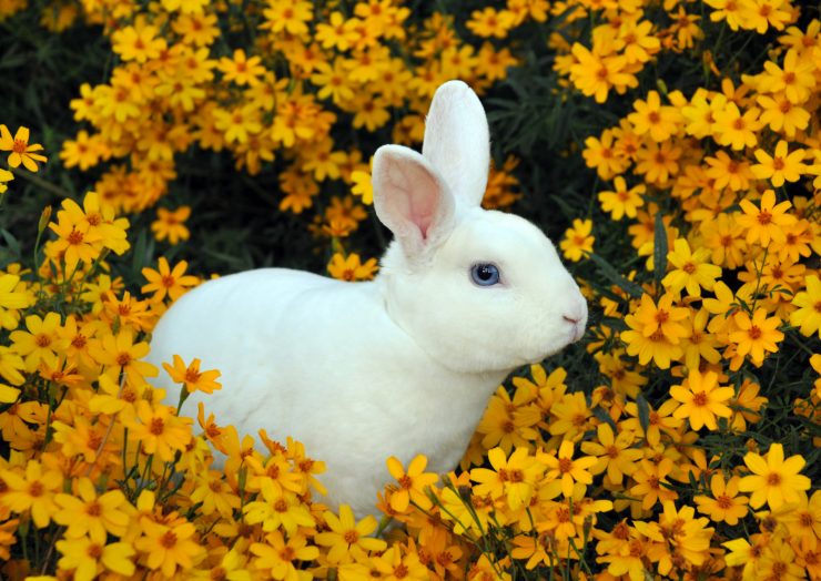 うさぎが月に住んでいるといわれるのはなぜ 月とうさぎの関係 うさぎとの暮らし大百科