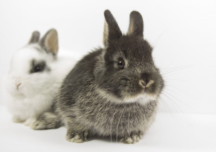 うさぎが噛む理由とは 効果的なしつけは うさぎとの暮らし大百科