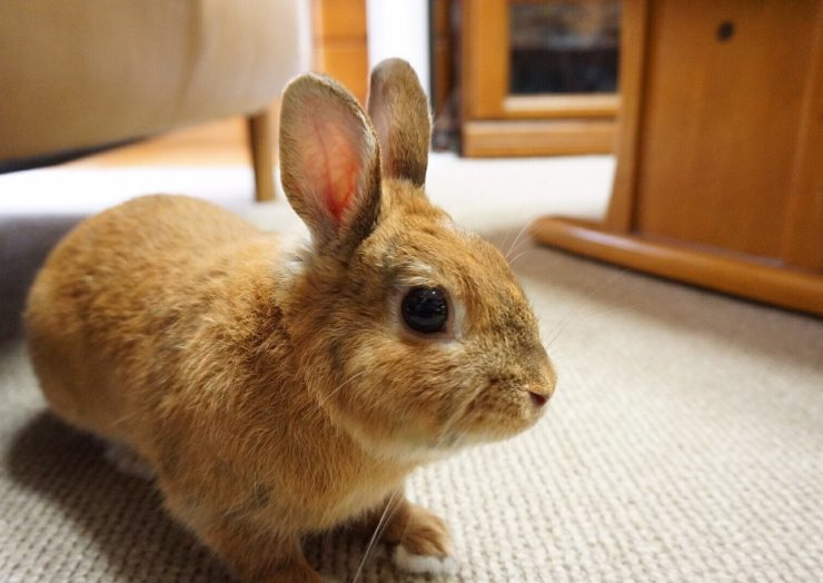 うさぎの平均寿命は何歳 寿命の長い種類 短い種類は ギネス記録は うさぎとの暮らし大百科