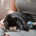 ブラッシングされるうさぎ