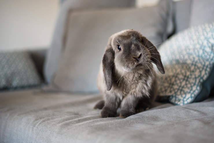 うさぎの飼い方は ごはんは ケージは 寂しいと死んじゃう うさぎとの暮らし大百科