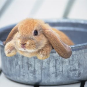金桶に入ったうさぎ