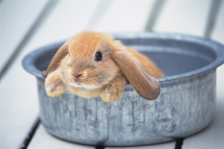 うさぎを飼いたい人必見 ペットのうさぎの値段はいくらが相場 高いうさぎの種類は 人気品種の値段の相場は うさぎとの暮らし大百科