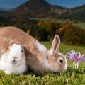 草原にいるうさぎ