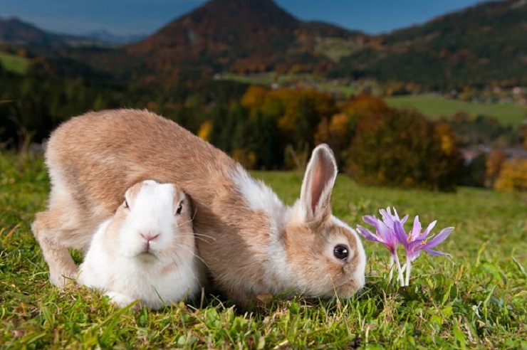 うさぎ好きなら知っておきたい うさぎに関連することわざをご紹介 うさぎとの暮らし大百科