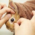 うさぎの目を検診