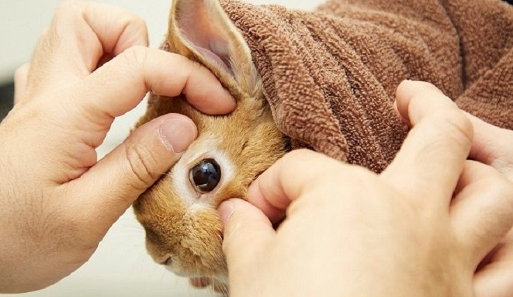 うさぎの目を検診