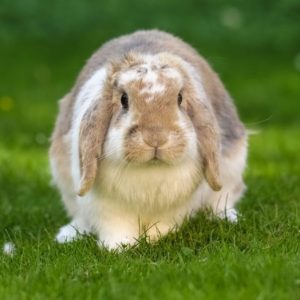耳の垂れたうさぎ