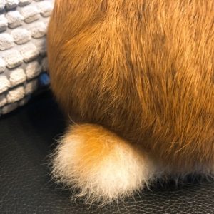 うさぎのしっぽ