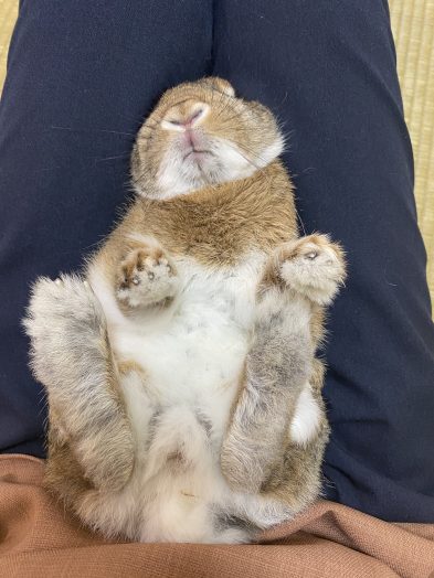 仰向けになっているうさぎ