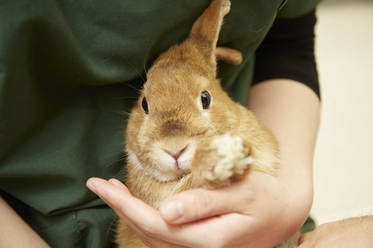 うさぎの臭腺って一体なに どこにあるの ケアは必要 うさぎとの暮らし大百科