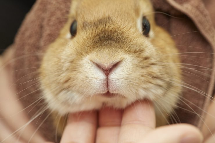 うさぎの臭腺って一体なに どこにあるの ケアは必要 うさぎとの暮らし大百科