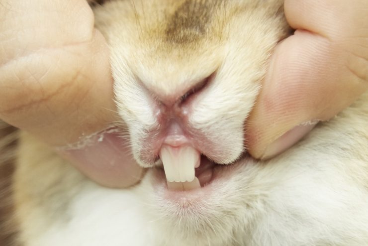 うさぎの歯根膿瘍 しこんのうよう ってどんな病気 原因や症状 治療法や予防法を徹底解説 うさぎとの暮らし大百科