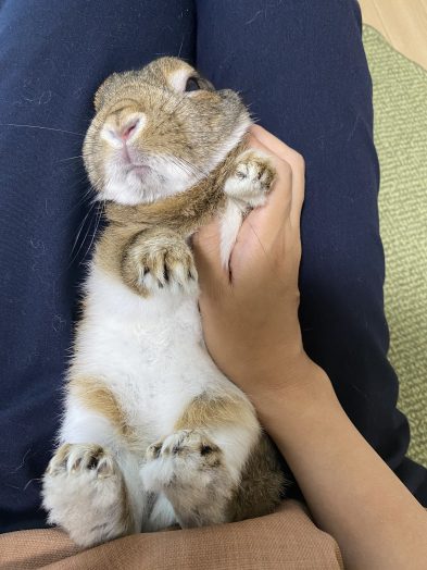 足を持たれているうさぎ