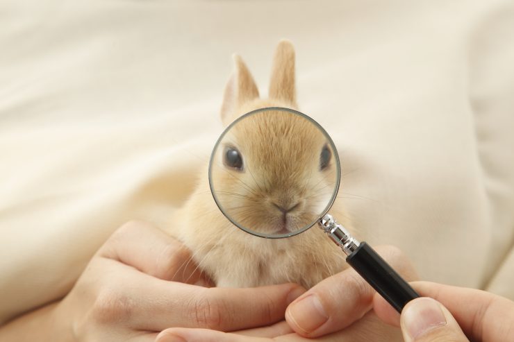 うさぎのスナッフルってどんな病気 スナッフルは風邪 原因や症状 治療法や予防法を徹底解説 うさぎとの暮らし大百科