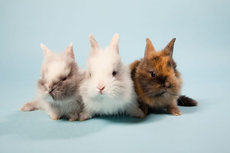 うさぎの血統書はあった方がいい？見方や意味も解説 - うさぎとの