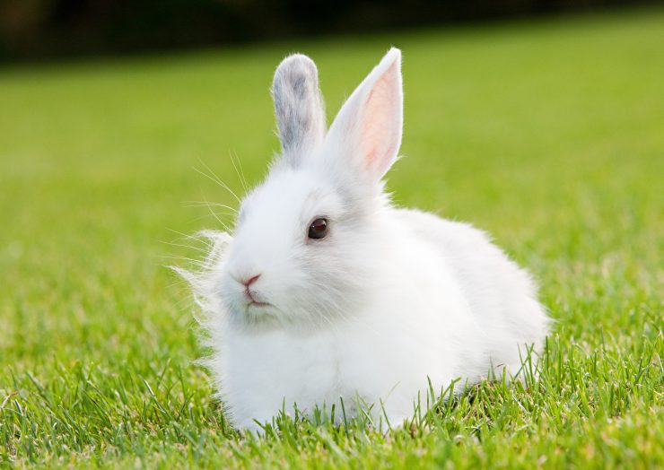 うさぎのにおいはどんなにおい 体はにおう トイレは 飼っているとにおいは気になるの うさぎとの暮らし大百科