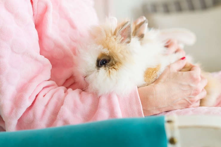 うさぎは抱っこが好き 抱っこのポイントや気を付けるべきことは うさぎとの暮らし大百科