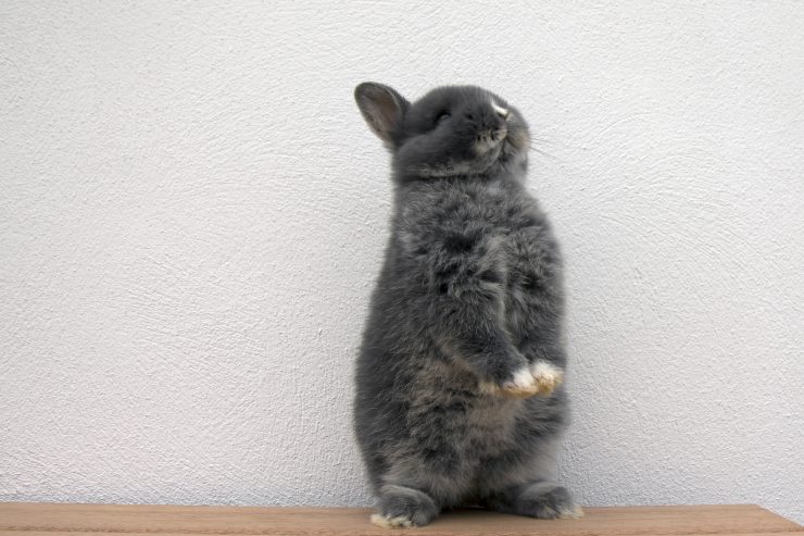 うさぎが立っている画像