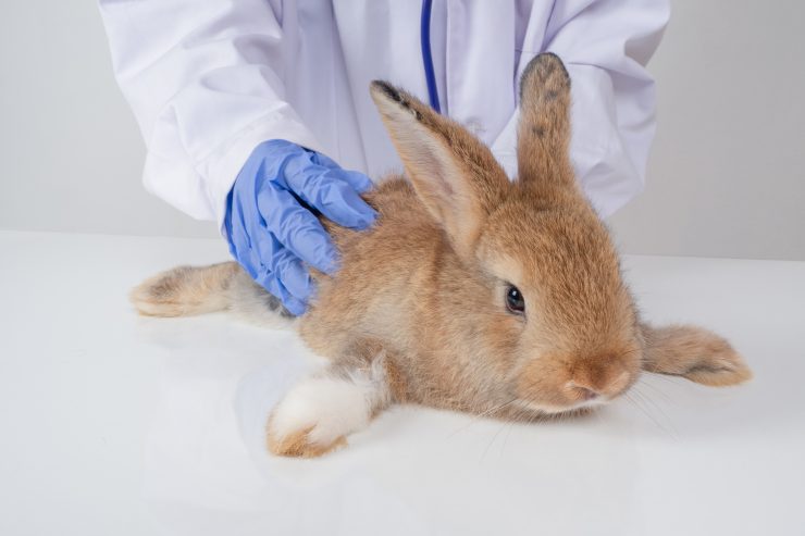 うさぎの毛球症 胃腸うっ滞 ってどんな病気 原因や症状 治療や対策は うさぎとの暮らし大百科