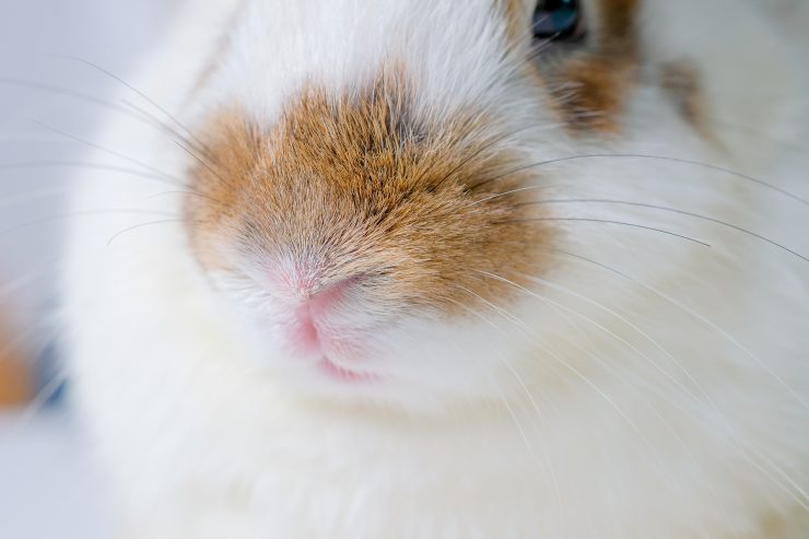 うさぎが鼻を ブッ と鳴らすときはどんなとき うさぎの感情は どんなことを考えている 鳴き声別に解説 うさぎとの暮らし大百科