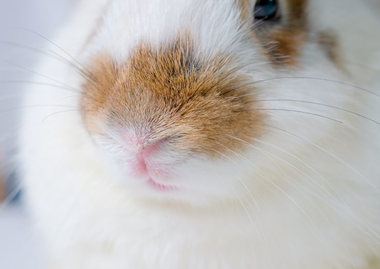 うさぎが鼻を ブッ と鳴らすときはどんなとき うさぎの感情は どんなことを考えている 鳴き声別に解説 うさぎとの暮らし大百科