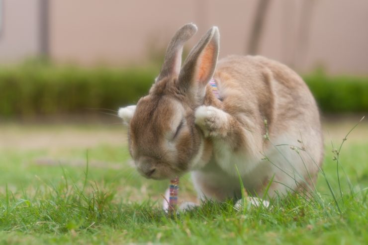 うさぎと暮らすと見れちゃう うさぎのかわいすぎる仕草10選まとめ うさぎとの暮らし大百科