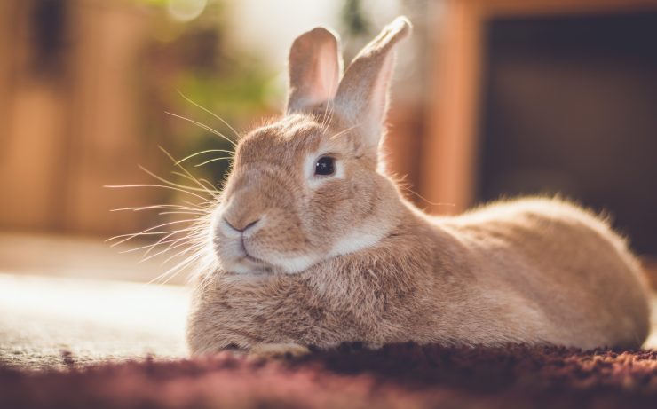 うさぎにはどんな特徴や習性がある ペットのうさぎはどんなところがかわいい うさぎとの暮らし大百科