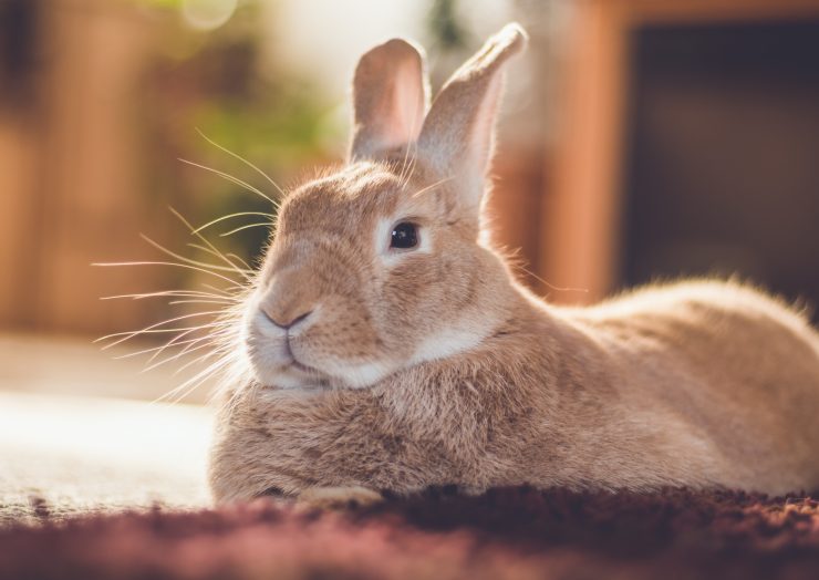 うさぎがブルブルと震えている うさぎが震える理由は 病気やケガの可能性は うさぎとの暮らし大百科