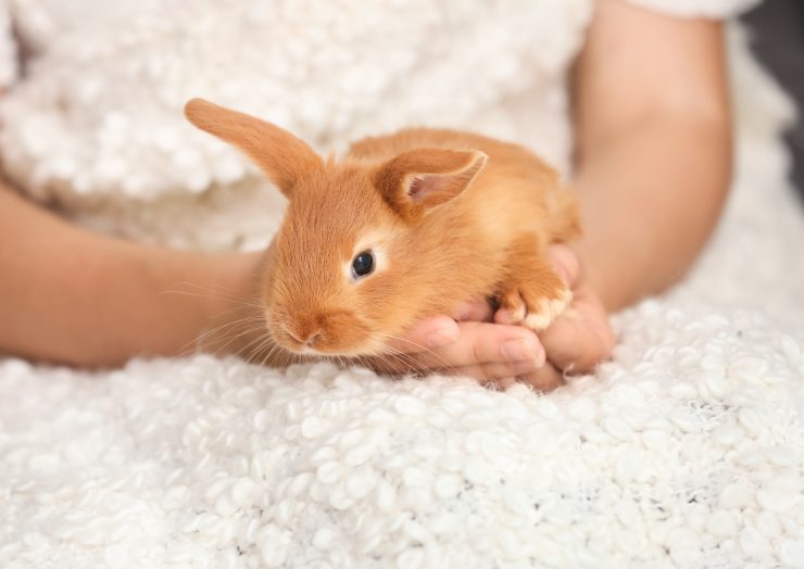 うさぎを飼うって大変 うさぎを飼いたいと思ったらやっておきたい10のこと うさぎとの暮らし大百科