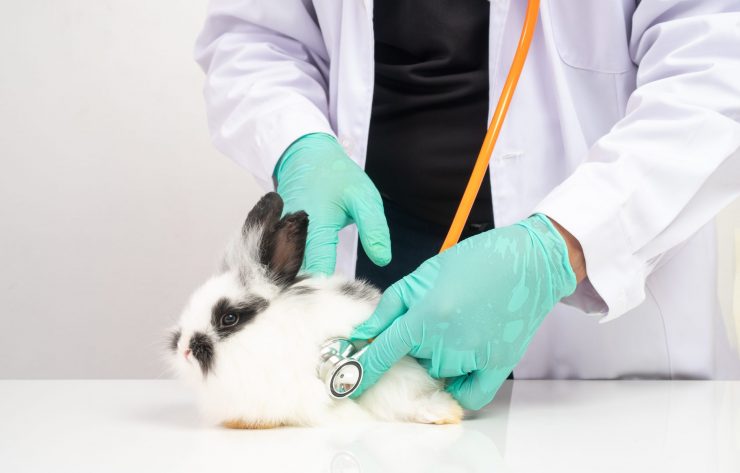 うさぎのパスツレラ感染症ってどんな病気 原因や症状 治療法や予防法を徹底解説 うさぎとの暮らし大百科