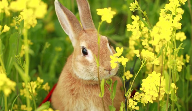 うさぎとの暮らし大百科 アニコム獣医師監修