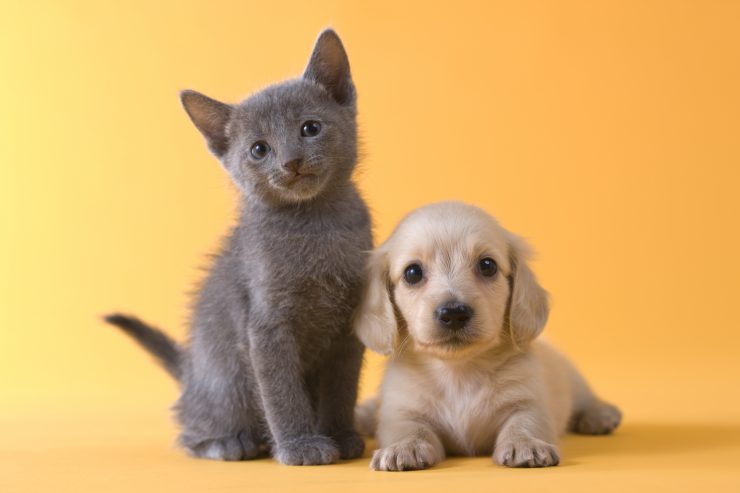 子猫と子犬が写ってる画像