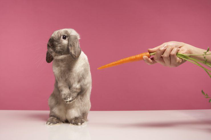 うさぎはにんじんが好き 実は嫌い にんじんの与え方と注意点につい徹底解説 うさぎとの暮らし大百科