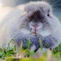 うさぎのソアホックってどんな病気 原因や症状 治療法や予防法を徹底解説 うさぎとの暮らし大百科 うさぎのソアホックってどんな病気 原因や症状 治療法や予防法を徹底解説 うさぎとの暮らし大百科