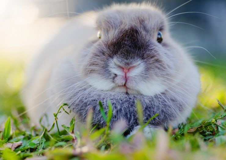 うさぎのトレポネーマ症ってどんな病気 原因や症状 治療法や予防法を徹底解説 うさぎとの暮らし大百科
