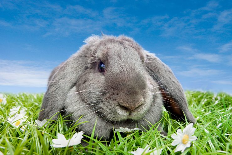 アーティスト　ロップイヤー　ウサギ　うさぎ 🐰うさぎ🐰 ロップイヤーラビット🐰💕 入荷いたしました✨ タレ耳が