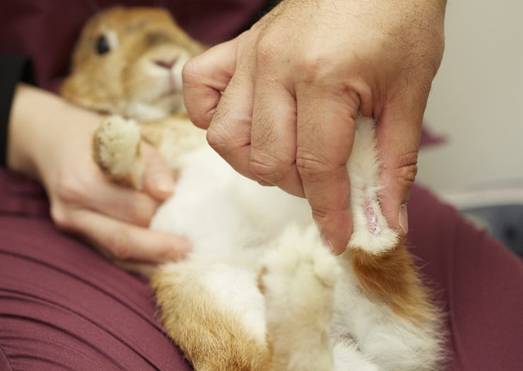 うさぎのソアホックってどんな病気 原因や症状 治療法や予防法を徹底解説 うさぎとの暮らし大百科