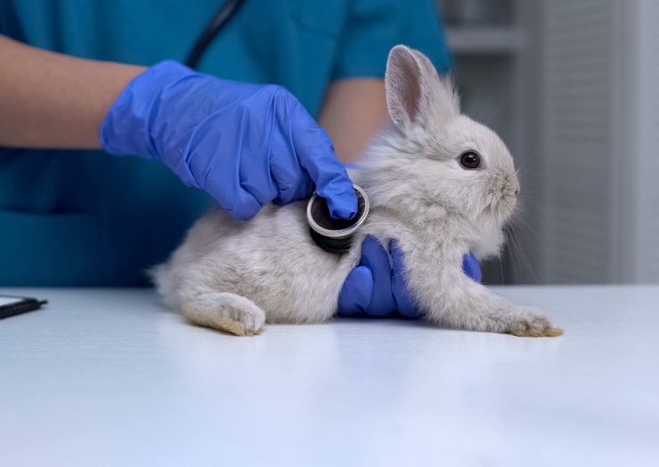 うさぎの腎不全ってどんな病気 原因や症状 治療法や予防法を徹底解説 うさぎとの暮らし大百科