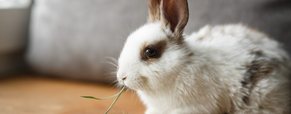 うさぎのチモシー 牧草 はなにを選べばいい 年齢や性別 病気によって変えるべき １番刈りと２番刈りの違いは うさぎとの暮らし大百科