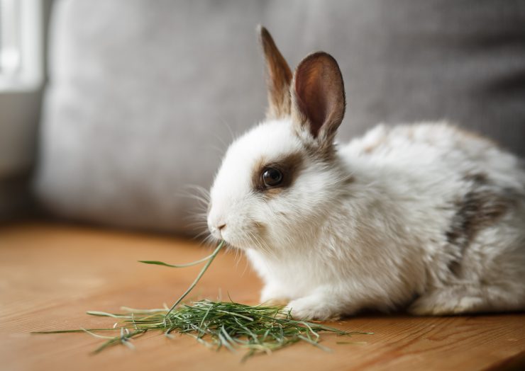 うさぎのチモシー 牧草 はなにを選べばいい 年齢や性別 病気によって変えるべき １番刈りと２番刈りの違いは うさぎとの暮らし大百科