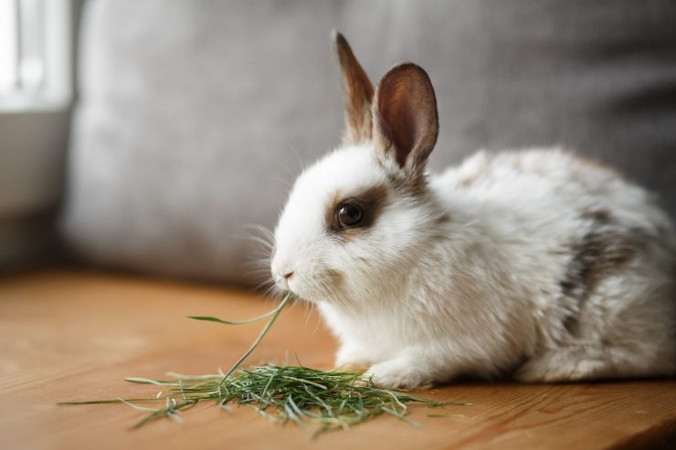 うさぎのチモシー 牧草 はなにを選べばいい 年齢や性別 病気によって変えるべき １番刈りと２番刈りの違いは うさぎとの暮らし大百科