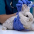 うさぎの腸閉塞ってどんな病気 原因や症状 治療法や予防法を徹底解説 うさぎとの暮らし大百科