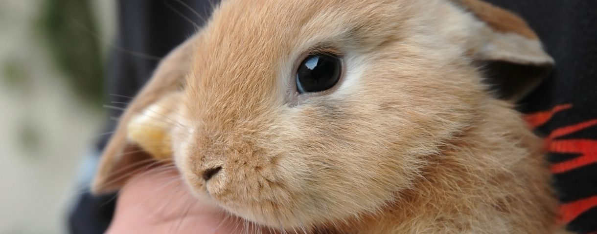 獣医師監修 うさぎの結膜炎ってどんな病気 原因や症状 治療法や予防法を徹底解説 うさぎとの暮らし大百科